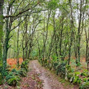 Camino Frances | Ponferrada - Santiago