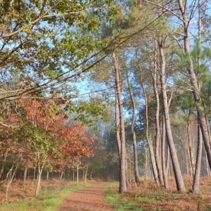 CAMINO INGLES FERROL - SANTIAGO.