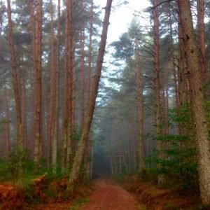 Camino Primitivo Oviedo - Santiago