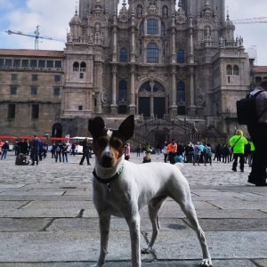 Camino Portugues Con Tu Perro | Tui - Santaigo