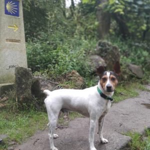 CAMINO FRANCES SARRIA - SANTIAGO CON TU PERRO