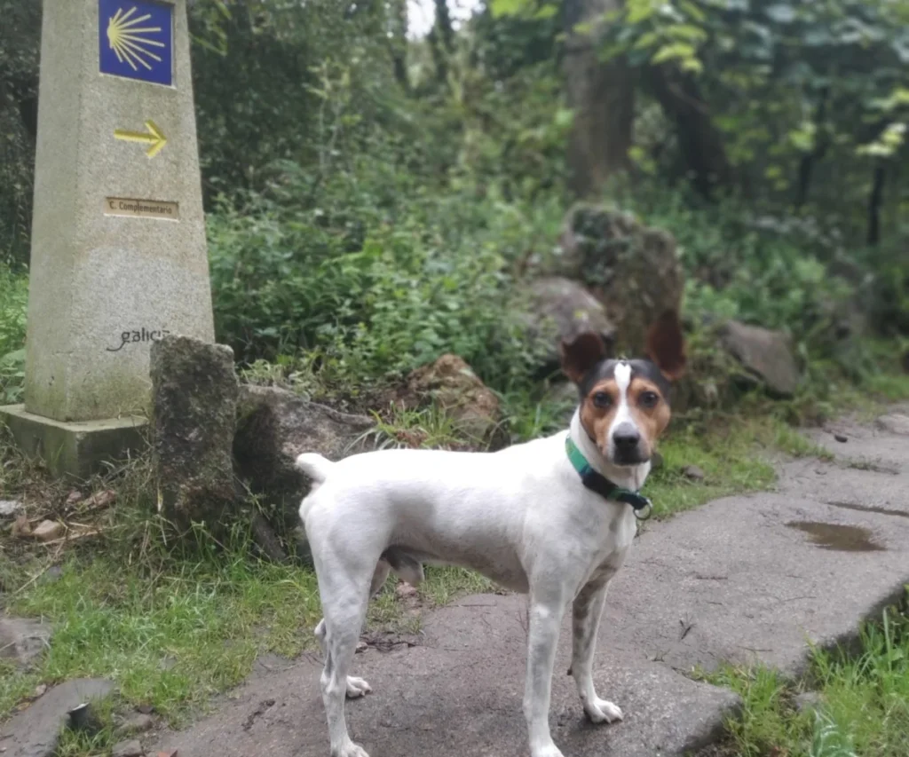 Caminio Frances con Perro