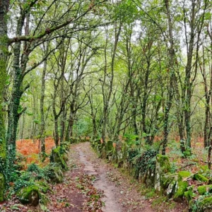 Camino Frances Ponferrada