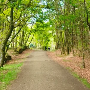 Camino Frances desde Sarria
