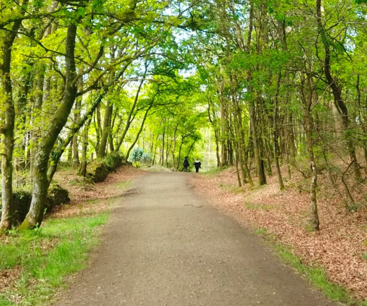 Camino Frances desde Sarria