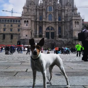 Camino Portugues con Perro