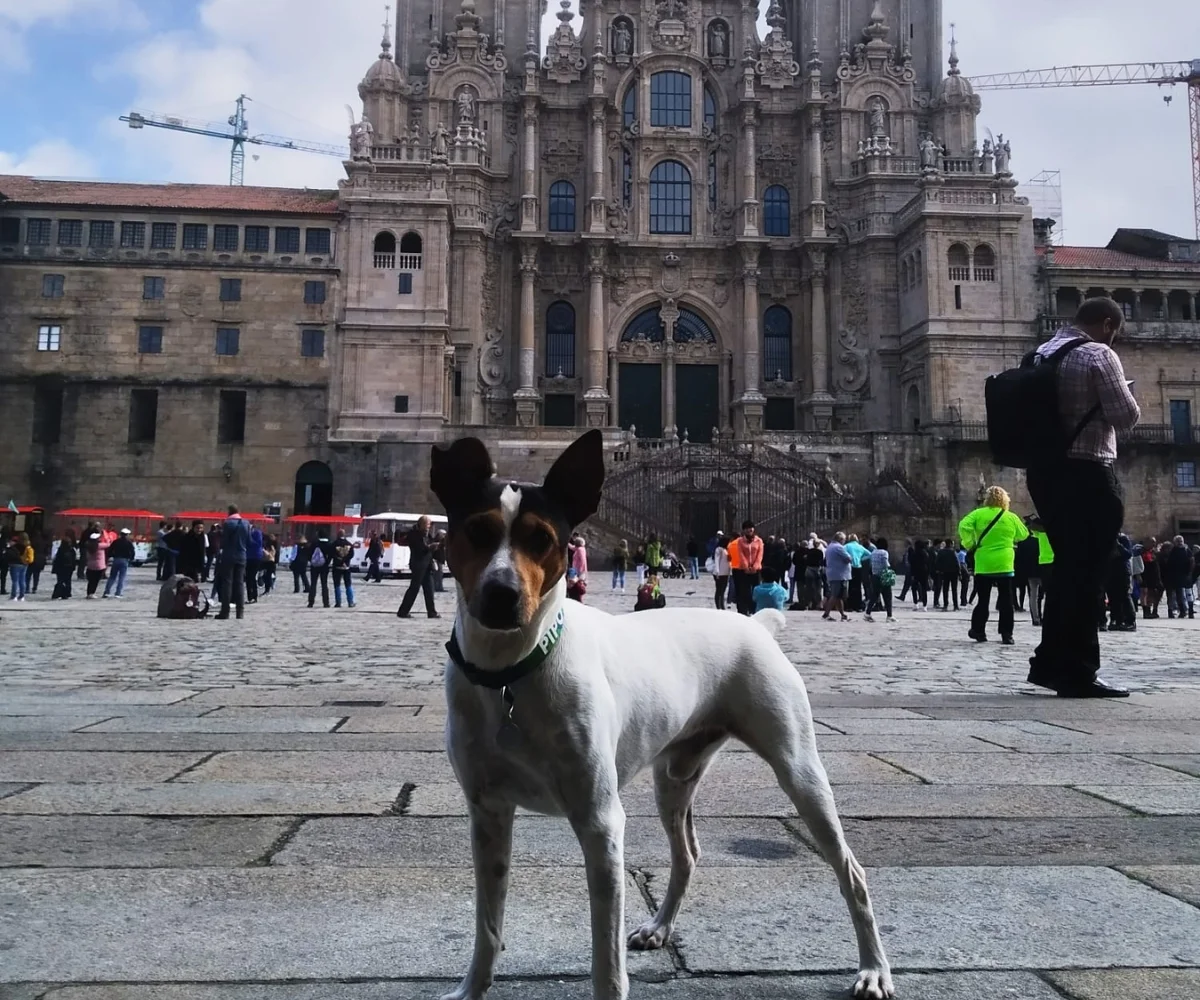 Camino Portugues con Perro