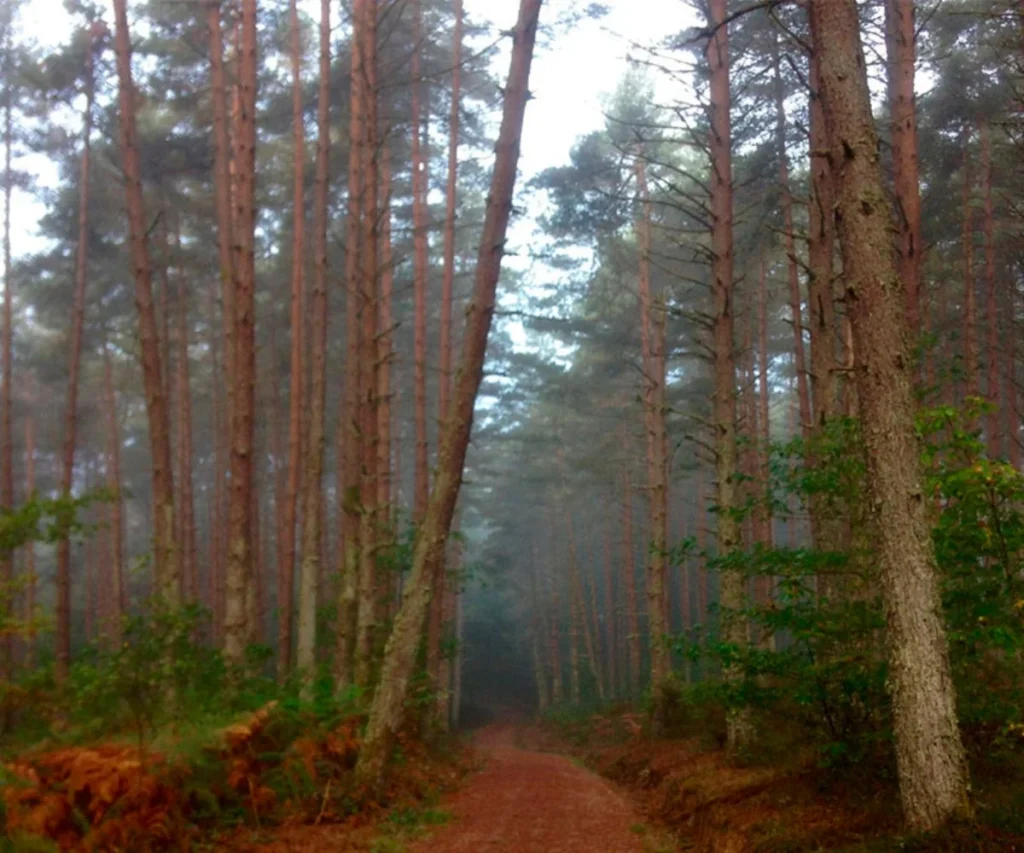 Camino primitivo