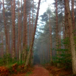 Camino primitivo